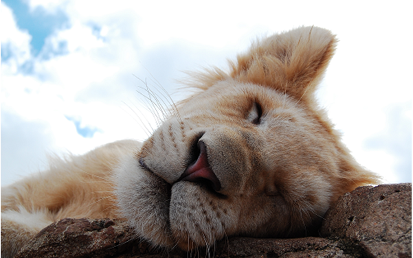 Cuando la dictadura empieza por el lenguaje