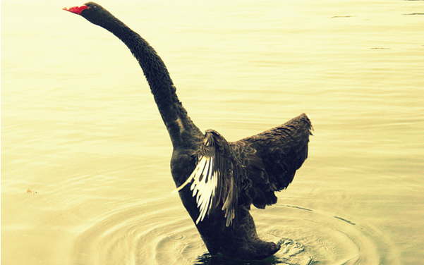 Invierte diferente, aprovecha los Cisnes Negros