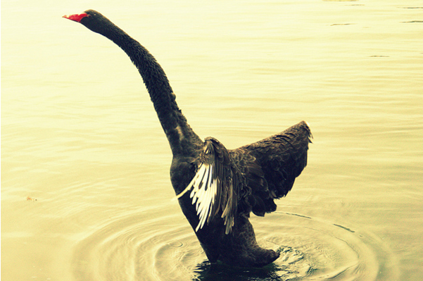 Invierte diferente, aprovecha los Cisnes Negros